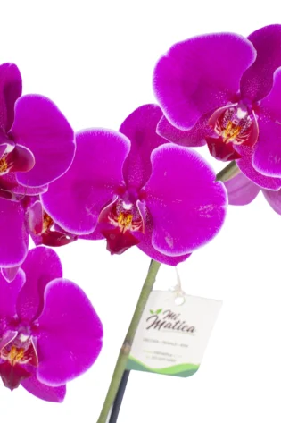 Orquidea Magenta con 2 Varas Florales en matera de Concreto