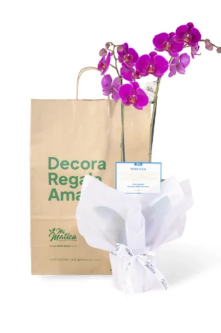 Orquídea Magenta para Condolencias con 2 Varas Florales