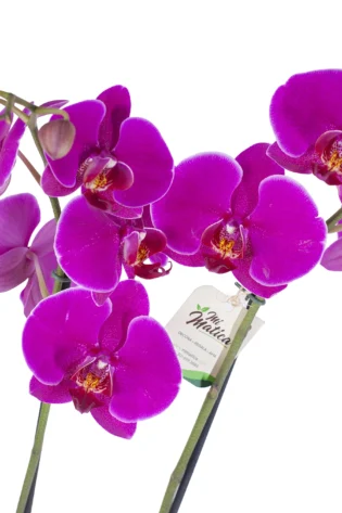 Orquídea Magenta para Condolencias con 2 Varas Florales