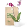 Orquídea Morada con 2 Varas Florales en matera de Cerámica
