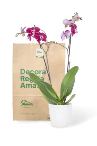 Orquídea Morada con 2 Varas Florales en matera de Cerámica