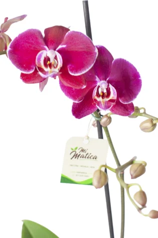 Orquídea Morada con 2 Varas Florales en matera de Cerámica