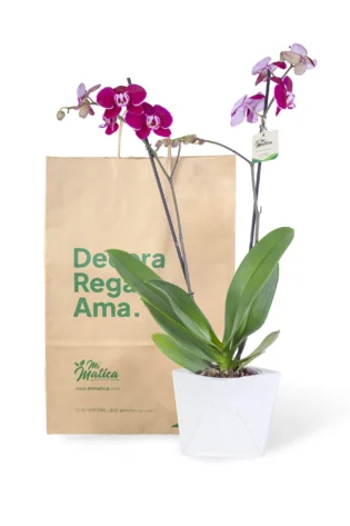 Orquídea Morada con 2 Varas Florales en matera de Concreto