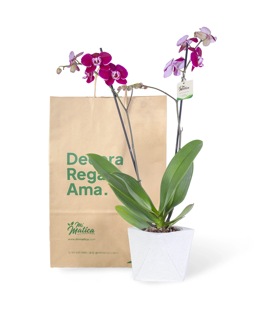 OrquΓdea Morada con 2 Varas Florales en matera de Concreto