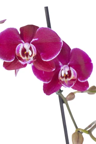 Orquídea Morada con 2 Varas Florales en matera de Concreto