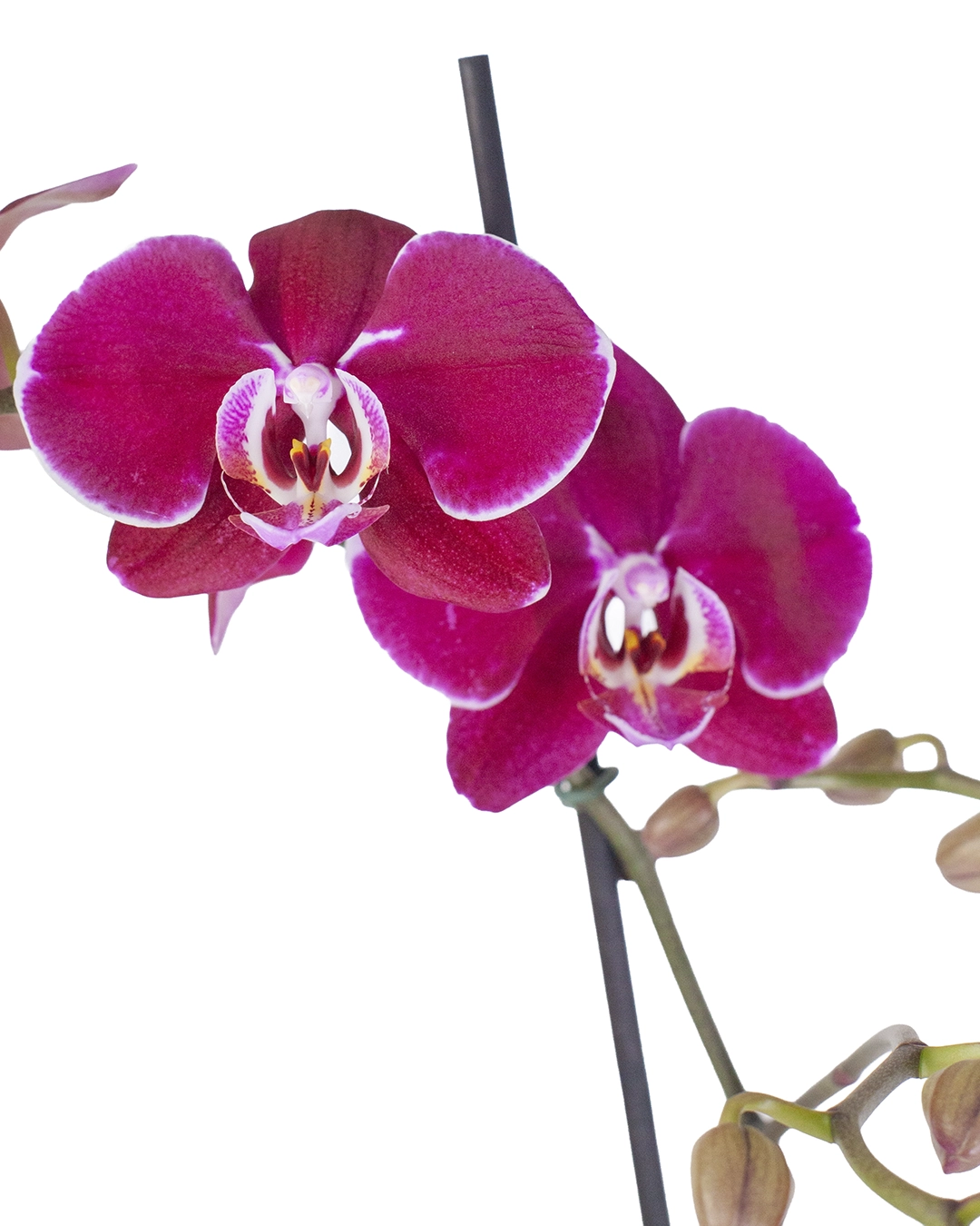 OrquΓdea Morada con 2 Varas Florales en matera de Concreto