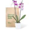 Orquídea Morada Moteada con 2 Varas Florales en matera de Cerámica