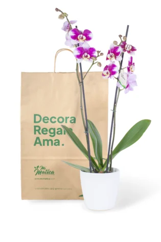 Orquídea Morada Moteada con 2 Varas Florales en matera de Cerámica