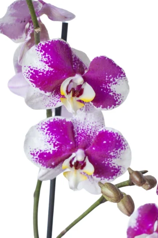 Orquídea Morada Moteada con 2 Varas Florales en matera de Cerámica