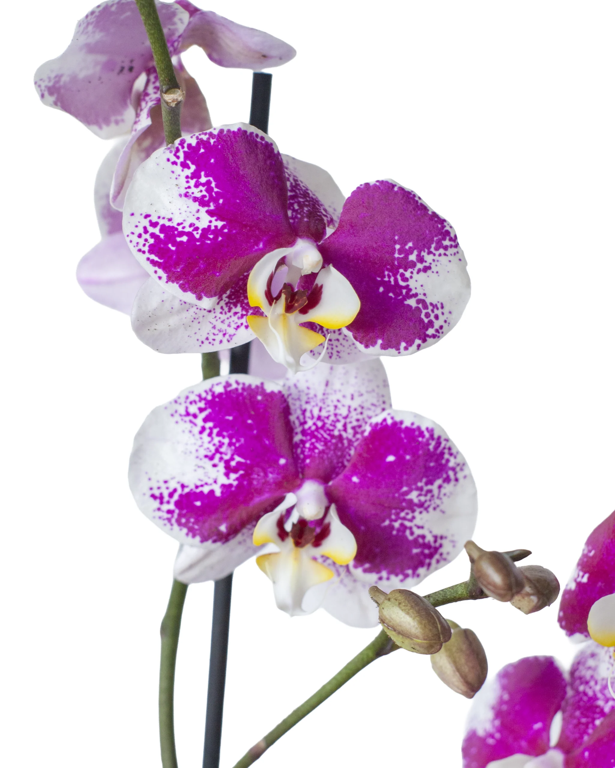 Orquídea Morada Moteada con 2 Varas Florales en matera de Cerámica