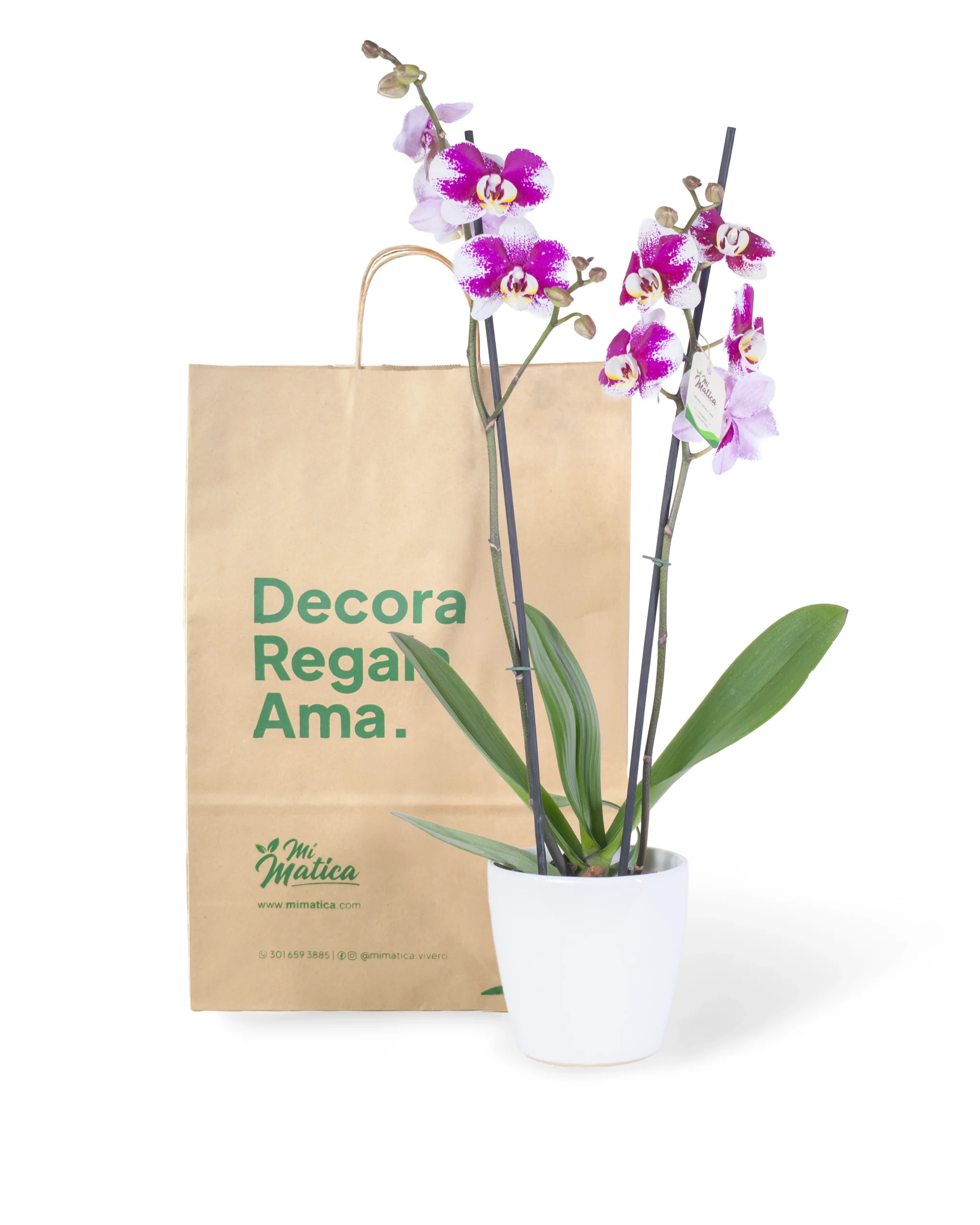 Orquídea Morada Moteada con 2 Varas Florales en matera de Cerámica