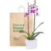 Orquídea Morada Moteada con 2 Varas Florales en matera de Concreto
