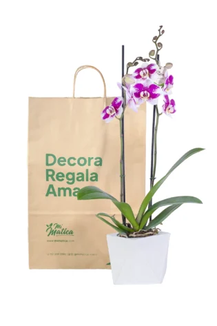 Orquídea Morada Moteada con 2 Varas Florales en matera de Concreto