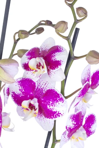 Orquídea Morada Moteada con 2 Varas Florales en matera de Concreto