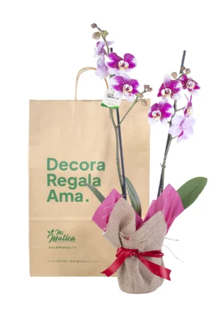 Orquídea Morada Moteada para Regalo con 2 Varas Florales