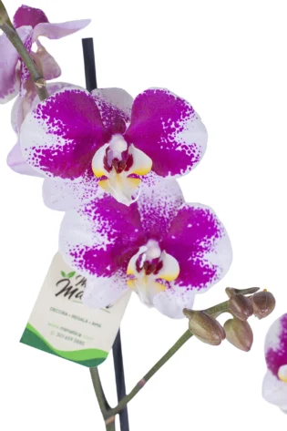 Orquídea Morada Moteada para Regalo con 2 Varas Florales