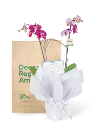 Orquídea Morada para Condolencias con 2 Varas Florales