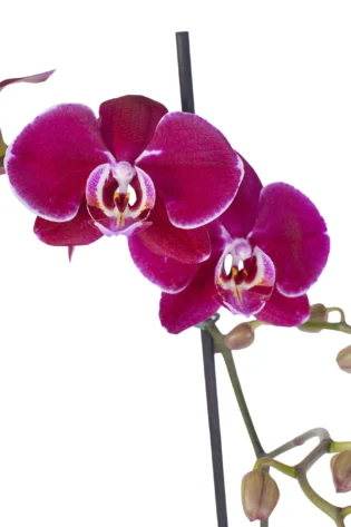 Orquídea Morada para Condolencias con 2 Varas Florales