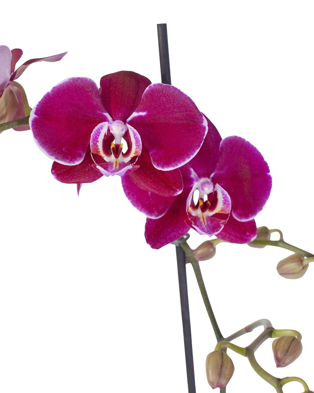 Orquídea Morada para Condolencias con 2 Varas Florales