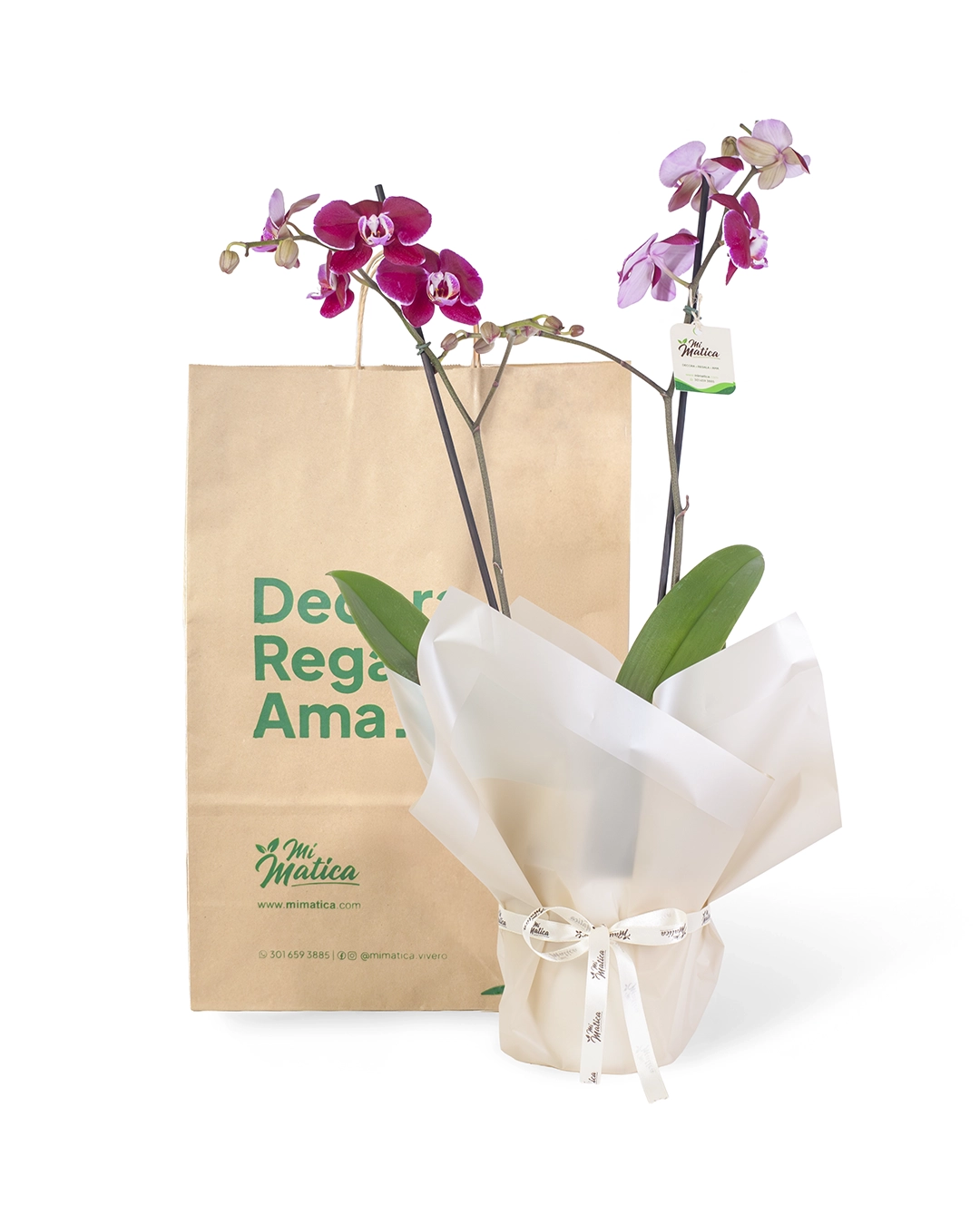 Orquídea Morada para Condolencias con 2 Varas Florales