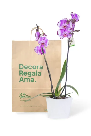 Orquídea Rayada Fucsia con 2 Varas Florales en matera de Concreto