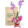 Orquídea Rayada Fucsia para Regalo con 2 Varas Florales
