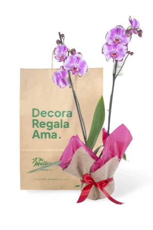 Orquídea Rayada Fucsia para Regalo con 2 Varas Florales