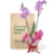 Orquídea Rayada Fucsia para Regalo con 2 Varas Florales