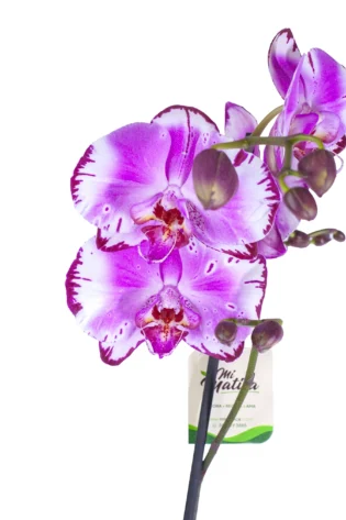 Orquídea Rayada Fucsia para Regalo con 2 Varas Florales
