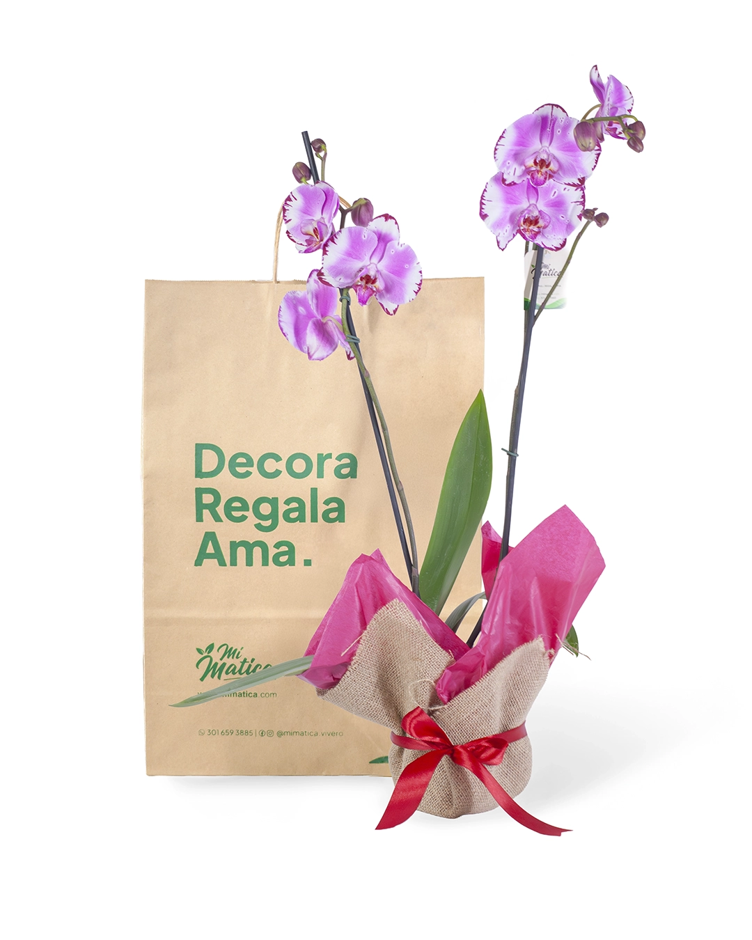 Orquídea Rayada Fucsia para Regalo con 2 Varas Florales