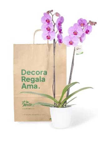 Orquídea Rosa con 2 Varas Florales en Matera de Cerámica
