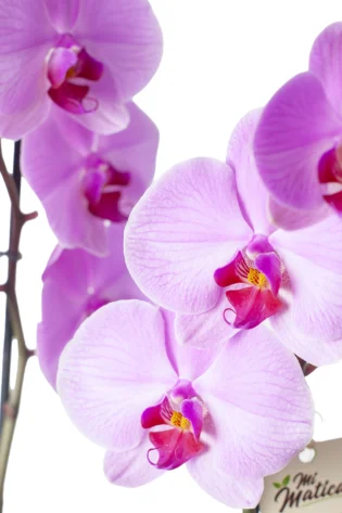 Orquídea Rosa con 2 Varas Florales en Matera de Cerámica