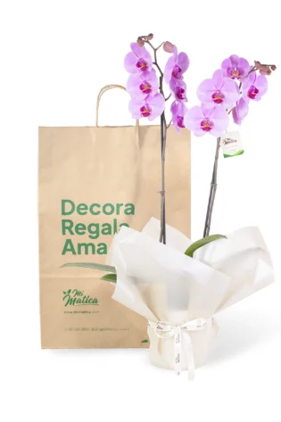 Orquídea Rosa para Condolencias con 2 Varas Florales