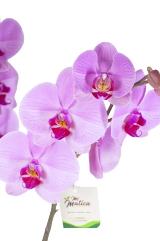 Orquídea Rosa para Condolencias con 2 Varas Florales