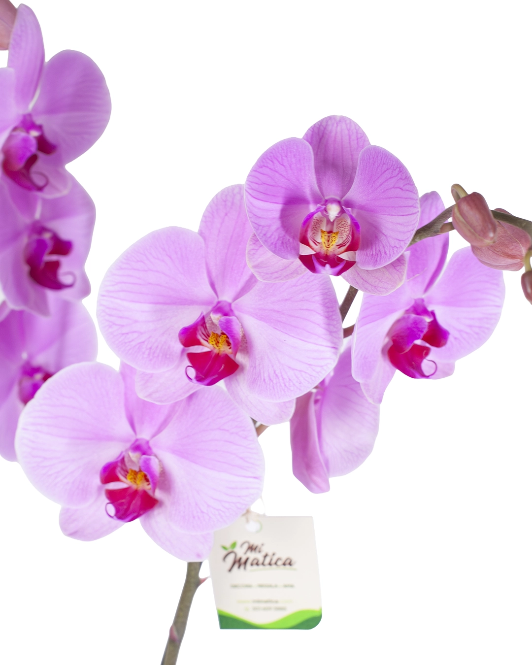 OrquΓdea Rosa para Condolencias con 2 Varas Florales