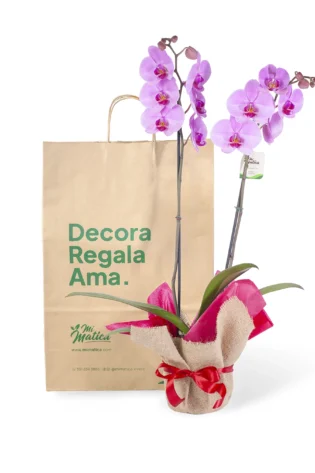Orquídea Rosa para Regalo con 2 Varas Florales