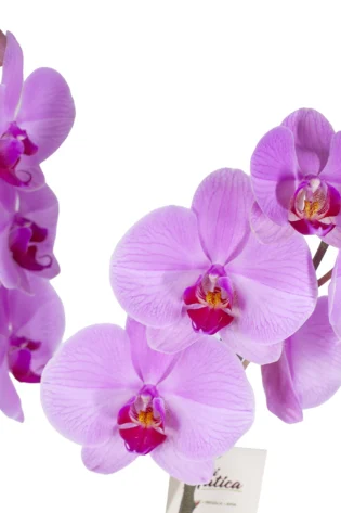 Orquídea Rosa para Regalo con 2 Varas Florales