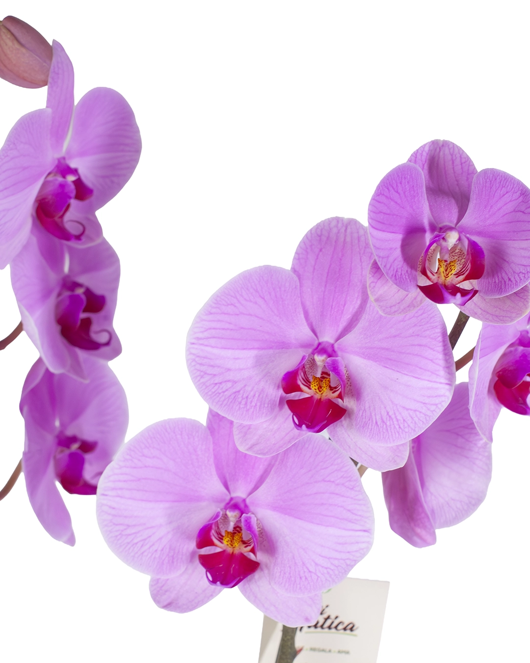 Orquídea Rosa para Regalo con 2 Varas Florales