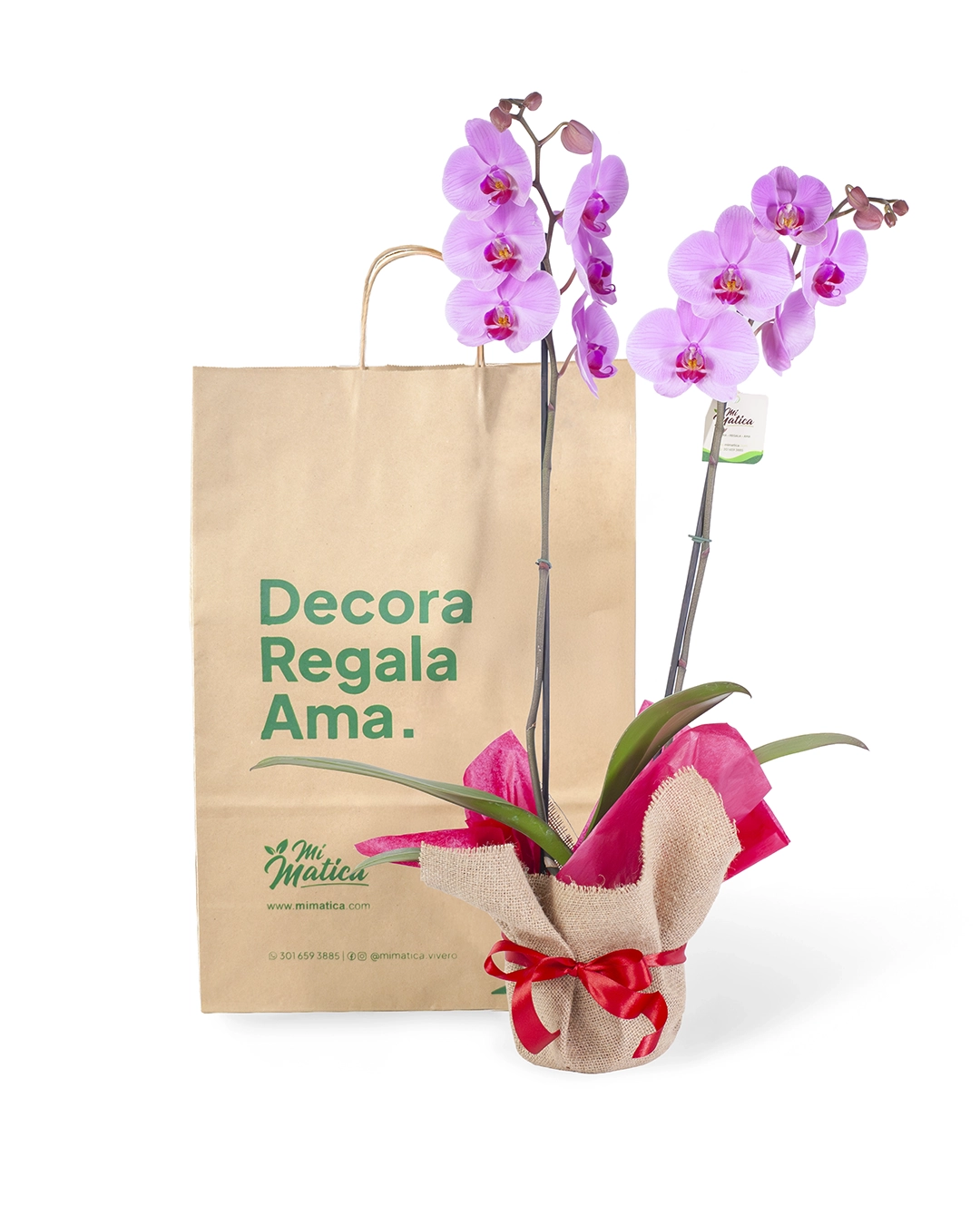 Orquídea Rosa para Regalo con 2 Varas Florales
