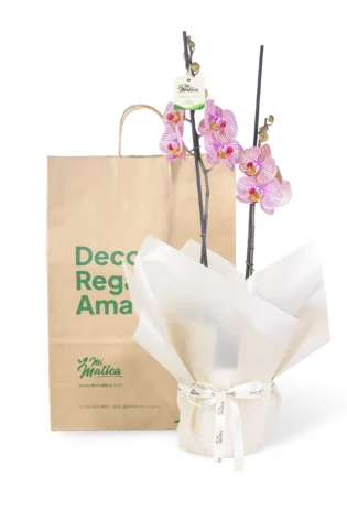 Orquídea Fucsia Estriada para Condolencias con 2 Varas Florales