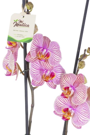 Orquídea Fucsia Estriada para Condolencias con 2 Varas Florales
