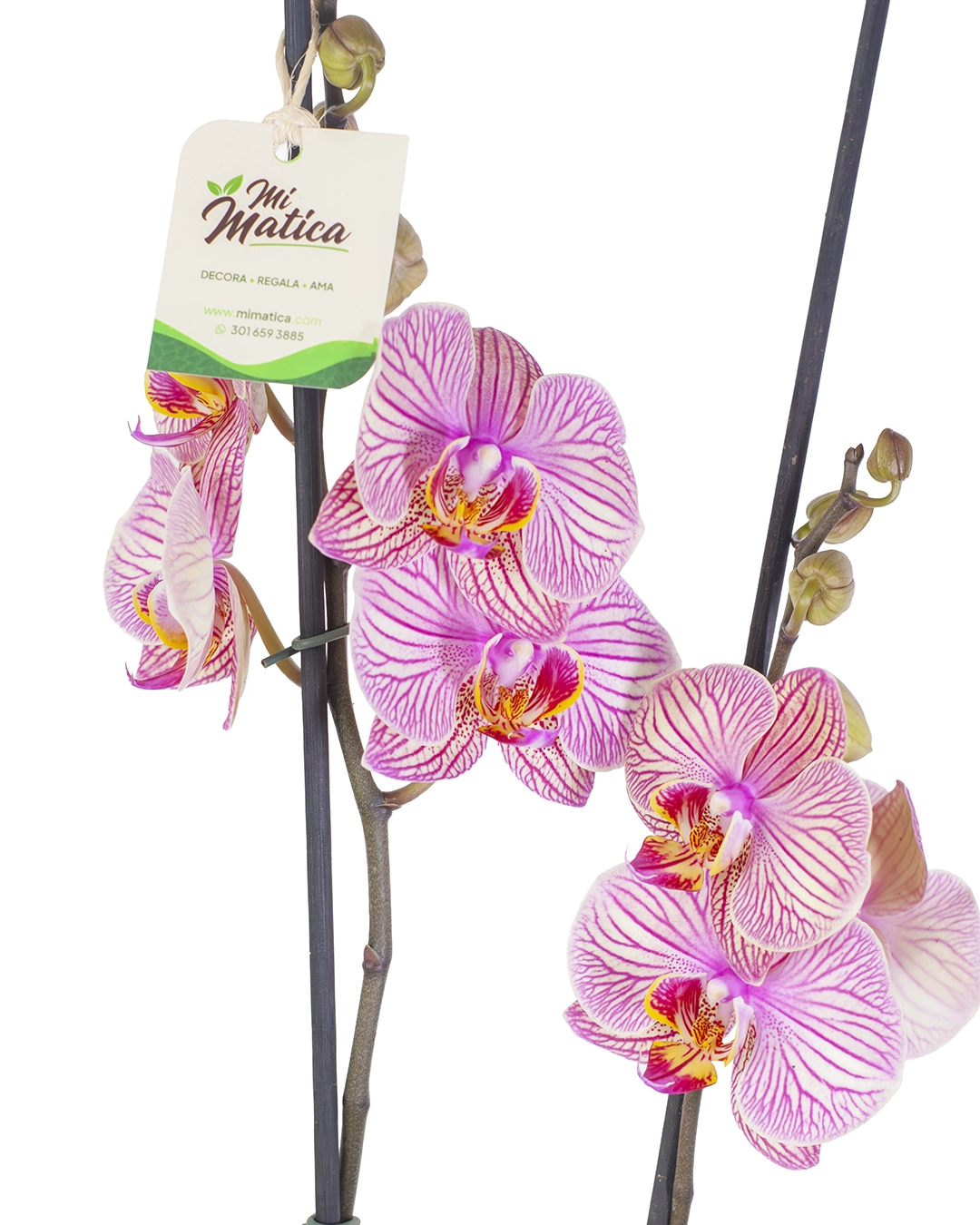 OrquΓdea Fucsia Estriada para Condolencias con 2 Varas Florales