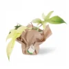 Philodendron Florida Ghost