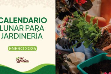 Calendario lunar enero 2026 jardinería Colombia - Fases lunares Mi Matica