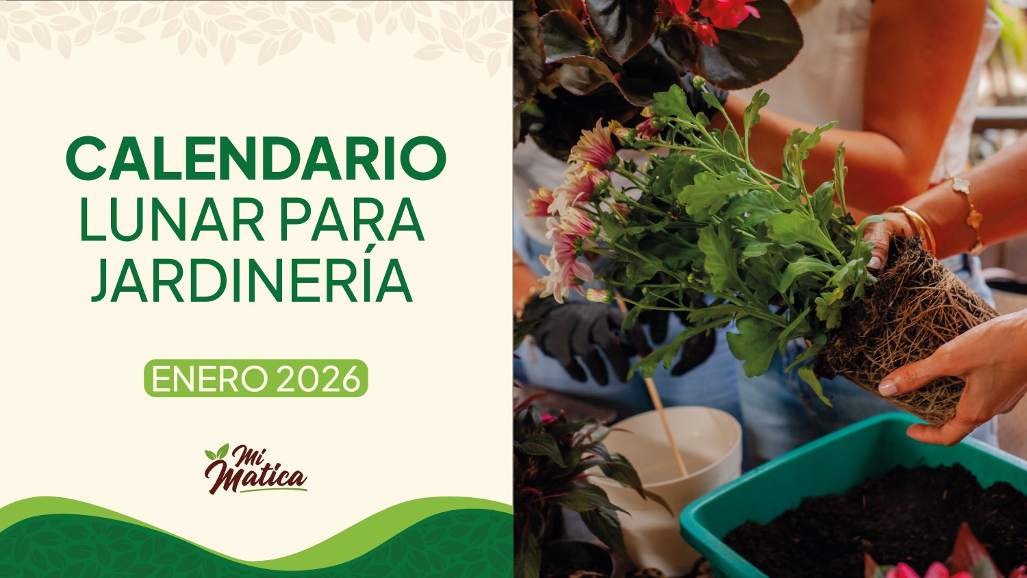 Calendario lunar enero 2026 jardinería Colombia - Fases lunares Mi Matica